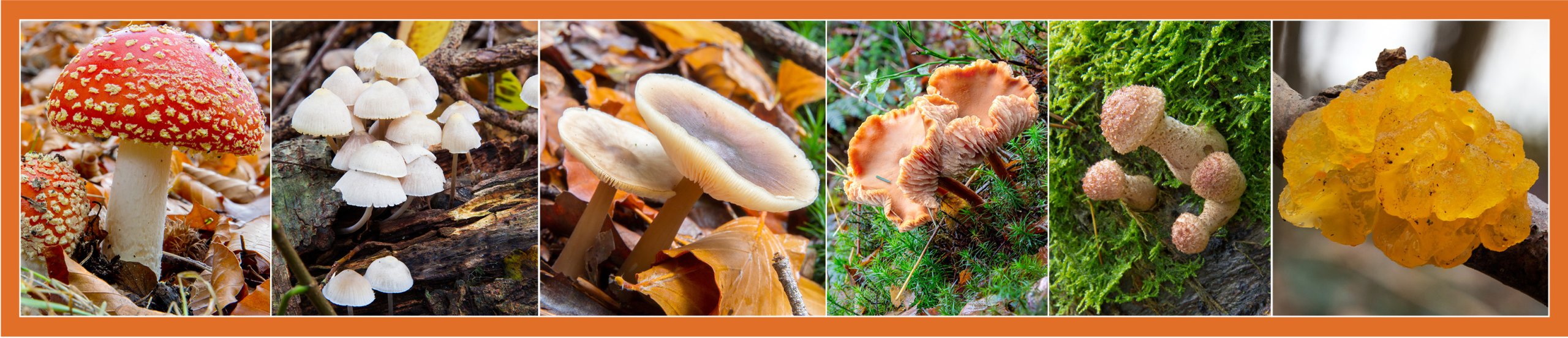 Paddenstoelen!
