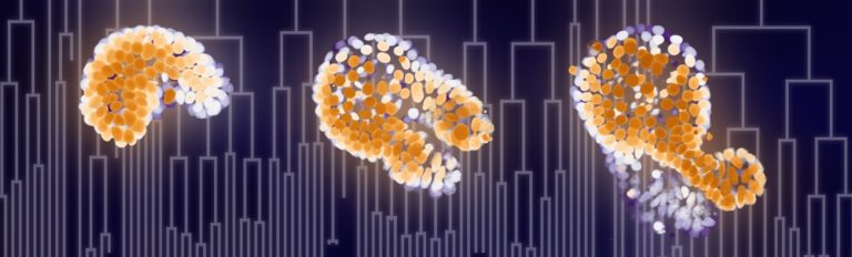Lessen die we leren van een mini-darm in het lab