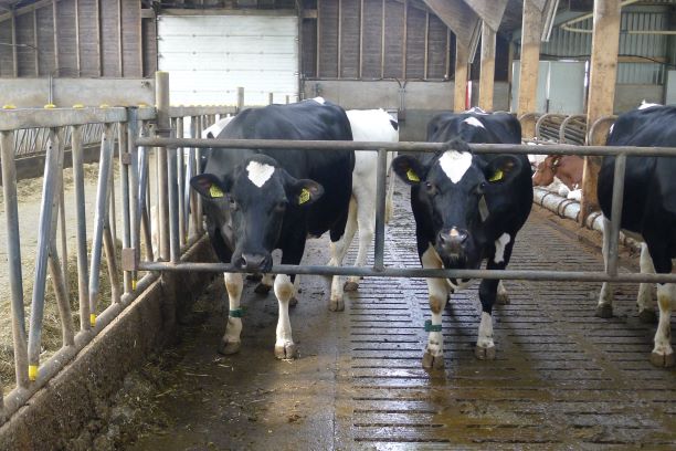 Onderzoek van vriendschappen tussen koeien