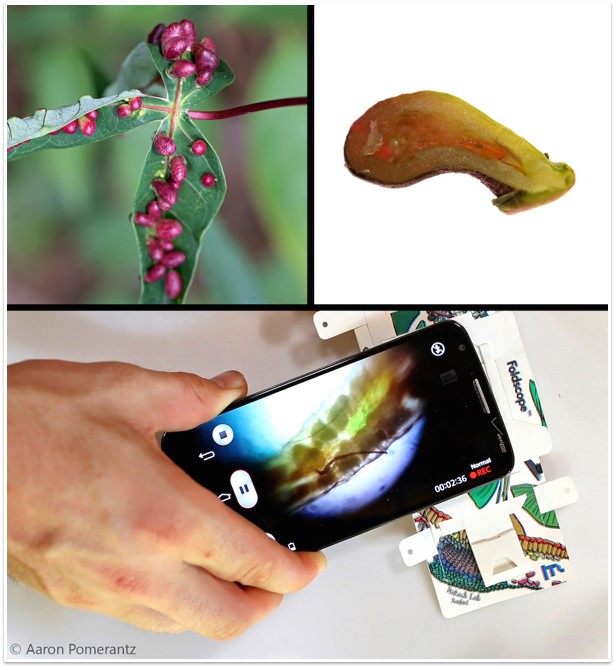 Vouw je eigen microscoop