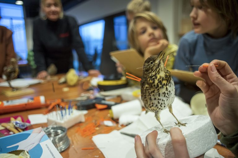 Demonstratie dieren opzetten