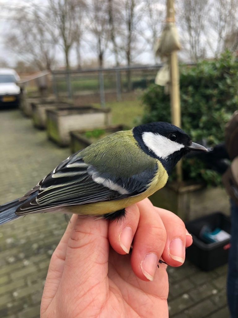 Waarom worden vogels geringd?