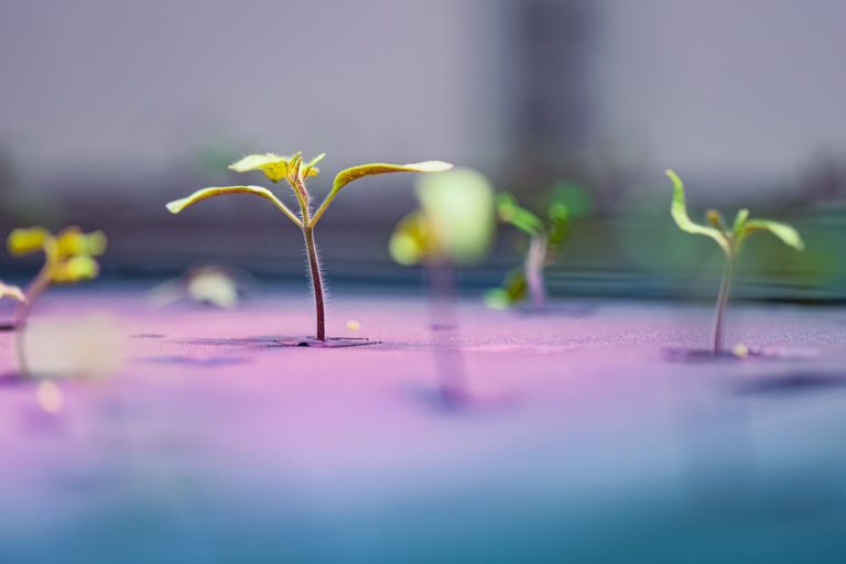 Wat doet een plant als hij groeit?