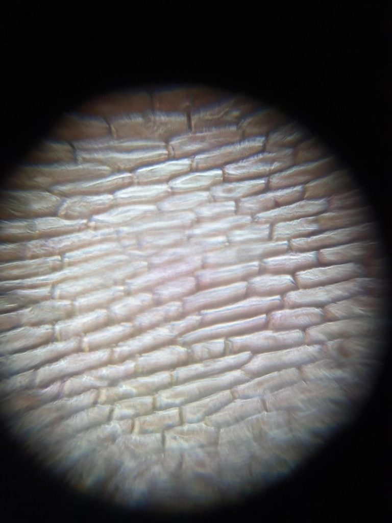 Maak je eigen microscoop