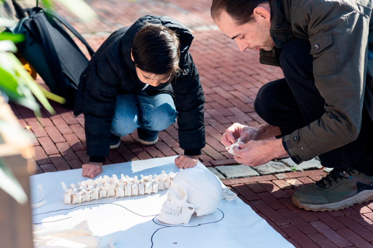 Skelet Ontdekkingslab