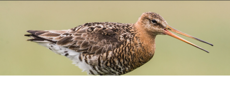 BirdEyes: Ontdek hoe grutto’s met elkaar praten