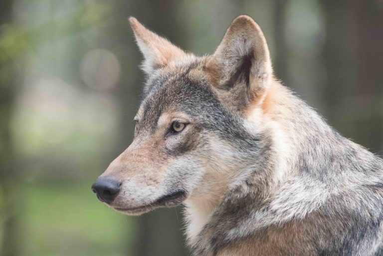 De wolf in NL: Hoe ga je om met al die meningen?