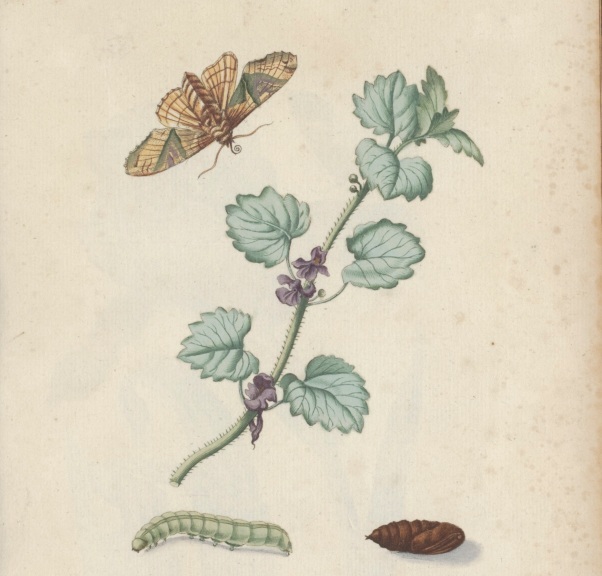 Word onderzoeker met botanisch tekenen in de UB!