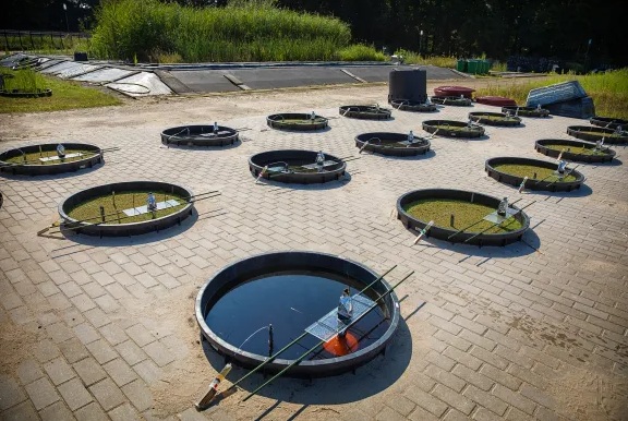 Waterbeestjes zoeken en bekijken