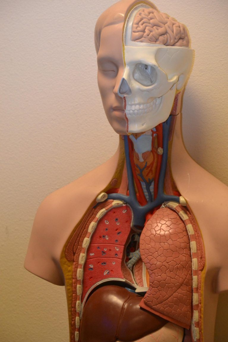 Bezoek het museum voor anatomie en pathologie