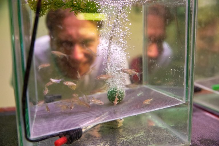 Bekijk zebravissen door een microscoop