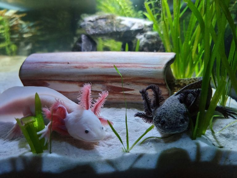 Hoe repareert een axolotl zichzelf?
