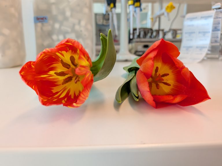 NIOO Open Dag: Los het tulpenmysterie op