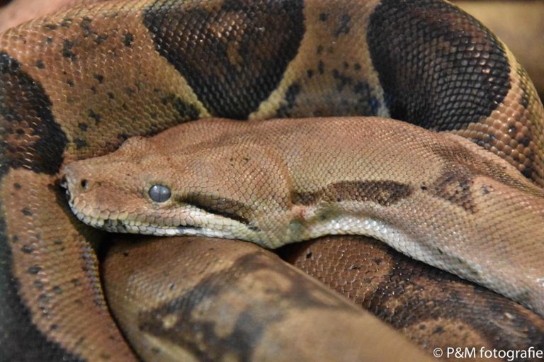 Maak kennis met reptielen