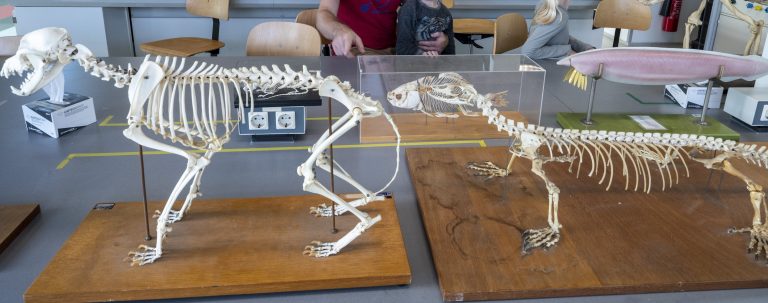 Rondleiding: het dierenpracticum